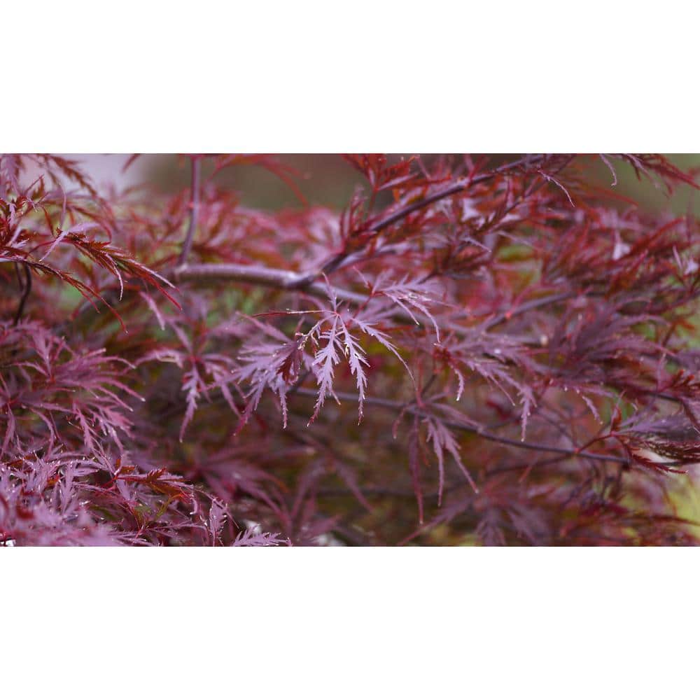 3 Gal. Red Dragon Japanese Maple Tree with Intricate Lacy Purple Leaves - Hercitys