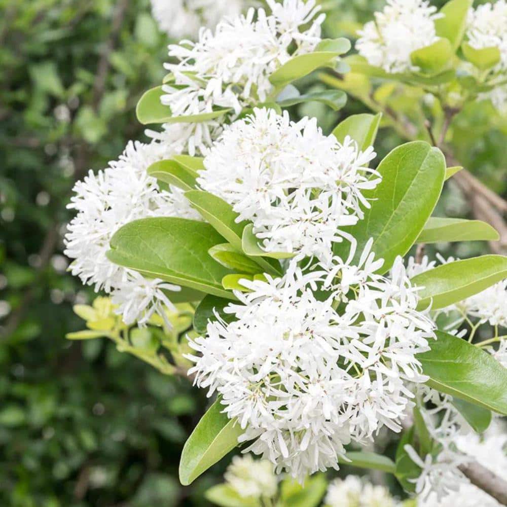 5 Gal. Chinese Fringe Tree - Hercitys