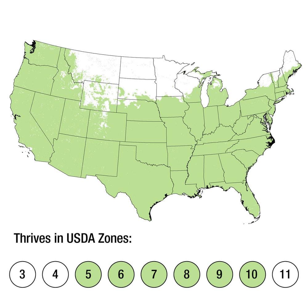1.5 Gal. Lil’ Coconut Butterfly Bush (Buddleia) Live Shrub Plants, White Flowers - Hercitys