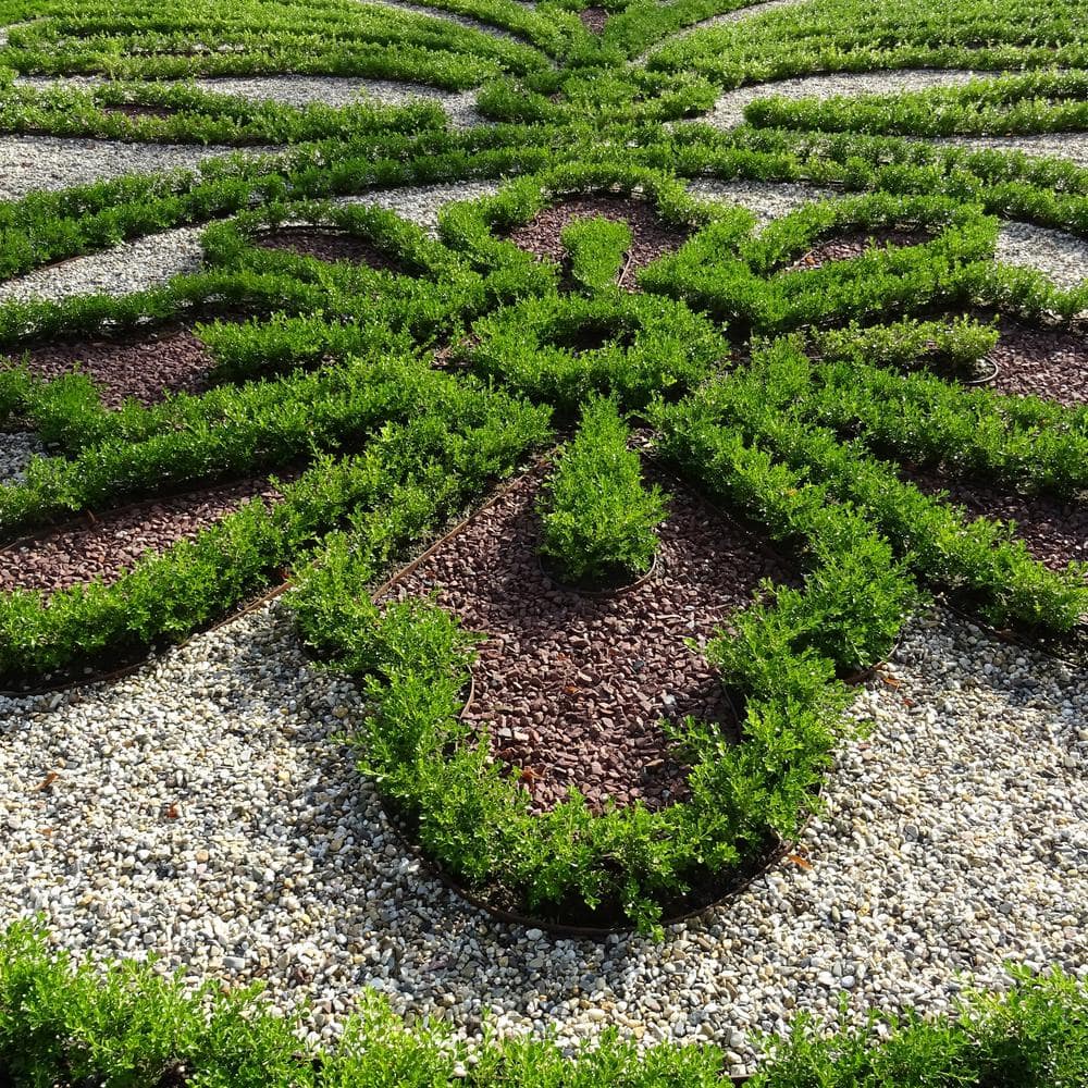 2 Gal. Heritage Boxwood Shrub - Hercitys