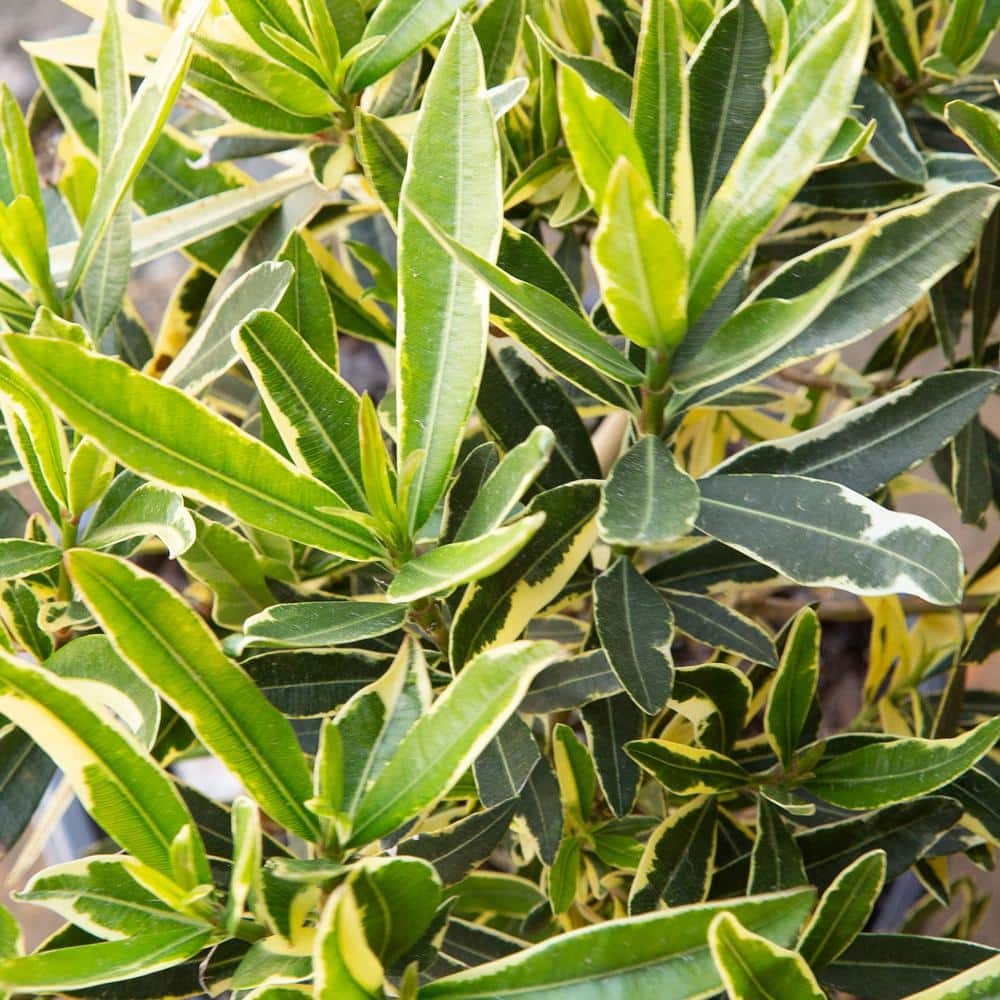 2 Gal. Twist of Pink Oleander, Evergreen Shrub, Green and White Variegated Foliage, Pink Blooms - Hercitys