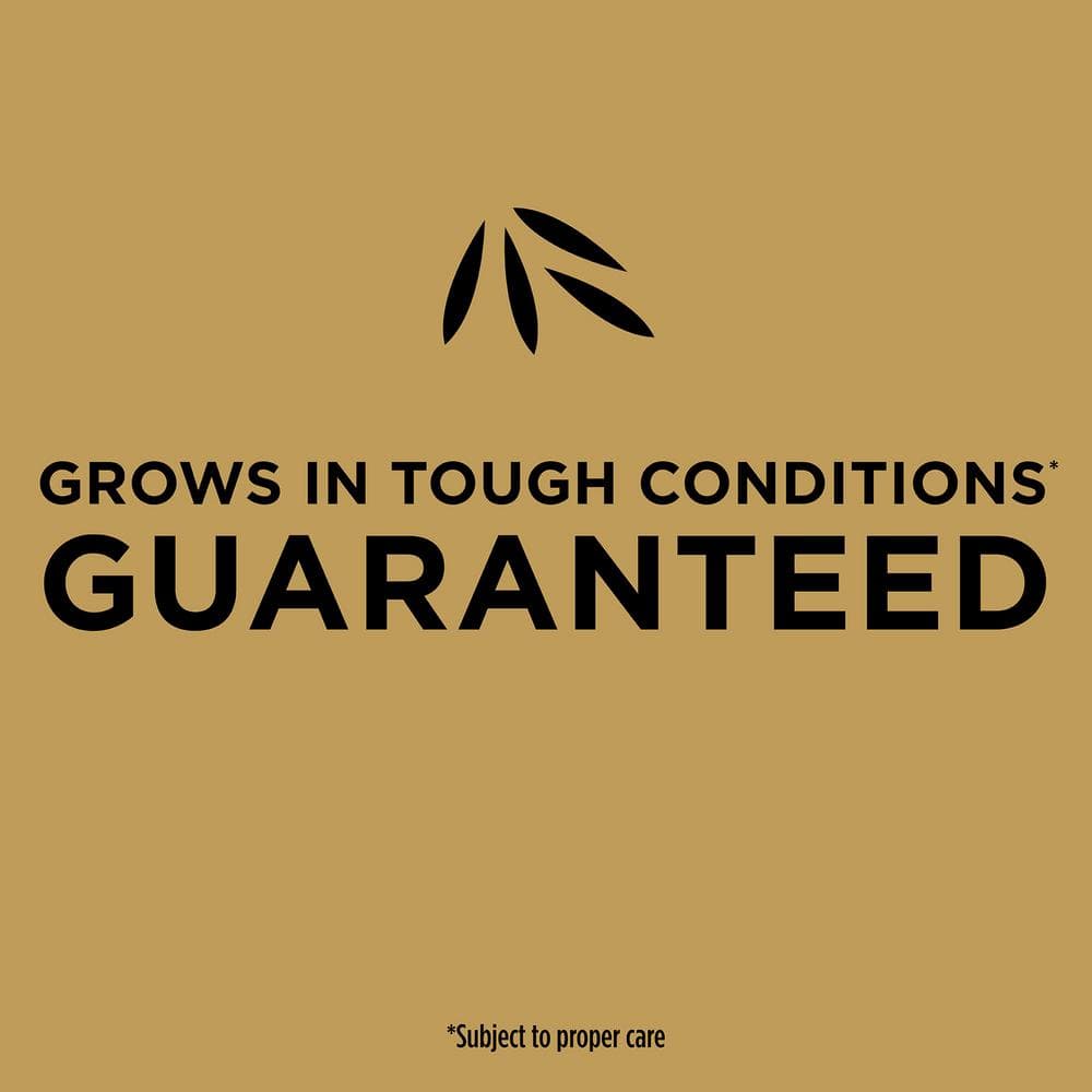 3.75 lb. Turf Builder EZ Bermuda Grass Seed - Hercitys