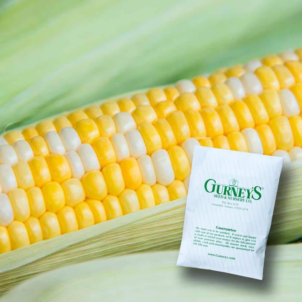 0.50 lb. Sweet Corn Gotta Have It Hybrid (Seed Packet) - Hercitys