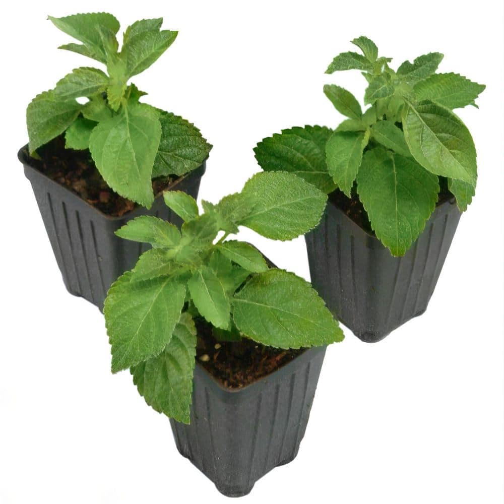 2.5 in. Lantana Bloomify Passion Fruit Plant (3-Pack) - Hercitys