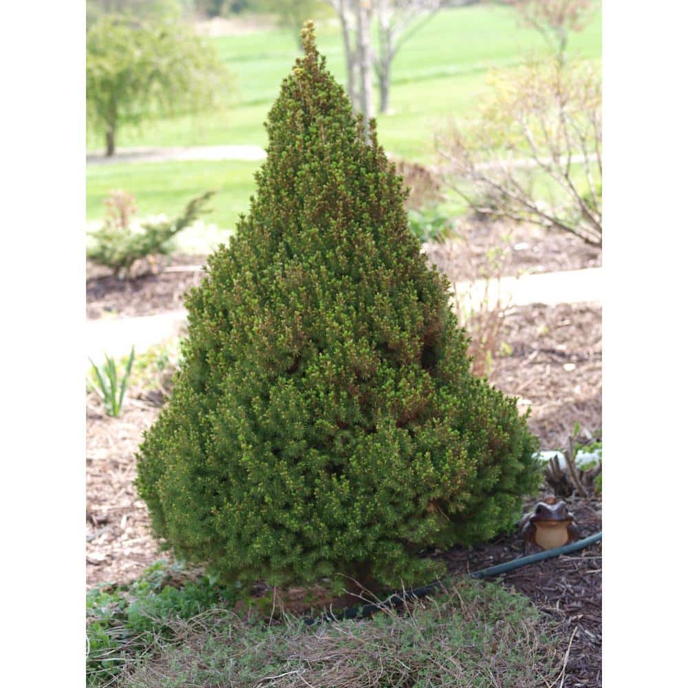5 Gal. Dwarf Alberta Spruce Shrub with Aromatic and Soft Evergreen Foliage, Very Low Maintenance and Cold Hardy - Hercitys