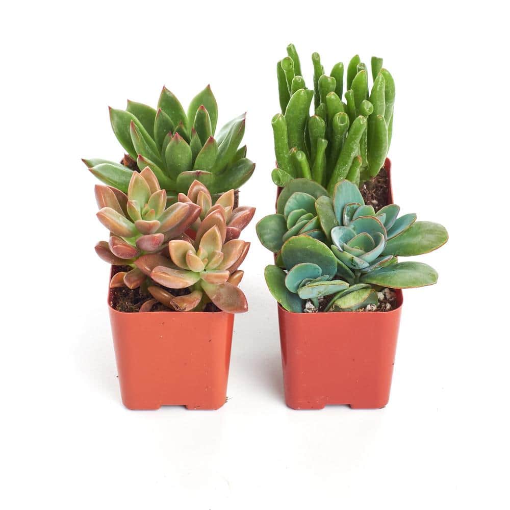 2 in. Assorted Succulent (Collection of 4) - Hercitys