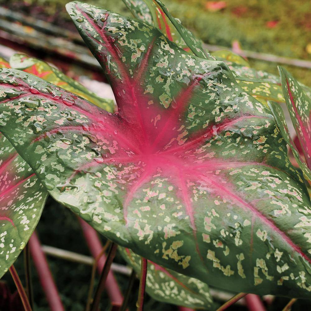 4 in. Caladium Party Punch Perennial Plant (3-Pack) - Hercitys