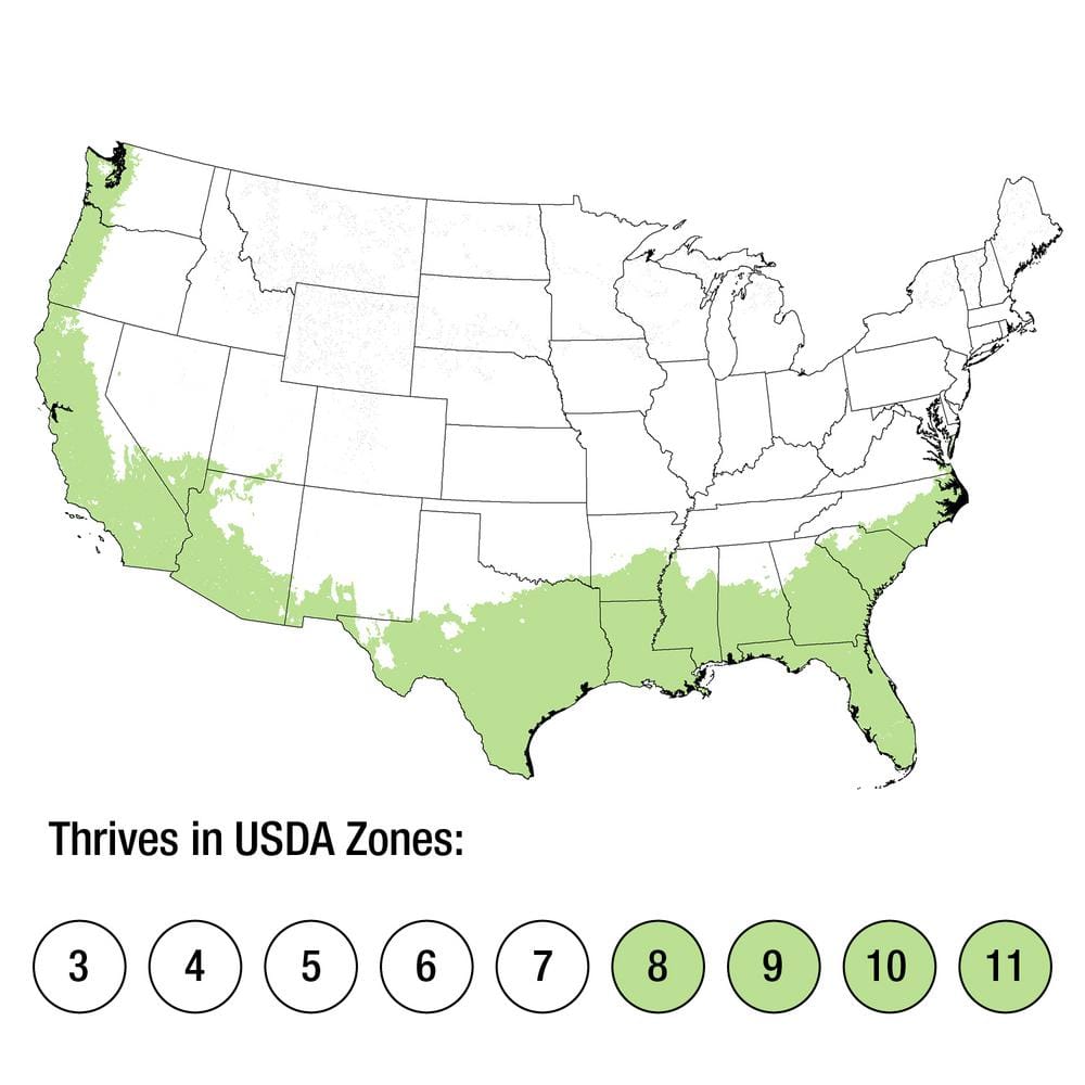 2.5 Gal. Pringles Dwarf Podocarpus Macrophyllus Live Evergreen Shrub - Hercitys