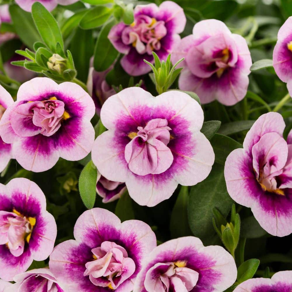 2 qt. Calibrachoa Million Bells Superbells Double Smitten Pink Annual Plant (3-Pack) - Hercitys