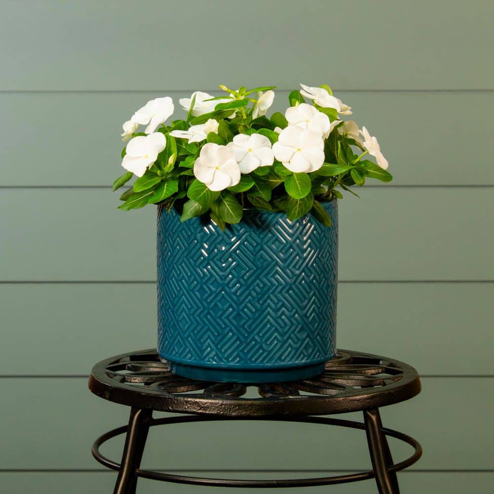 2 qt. Vinca White Annual Plant (3-Pack) - Hercitys