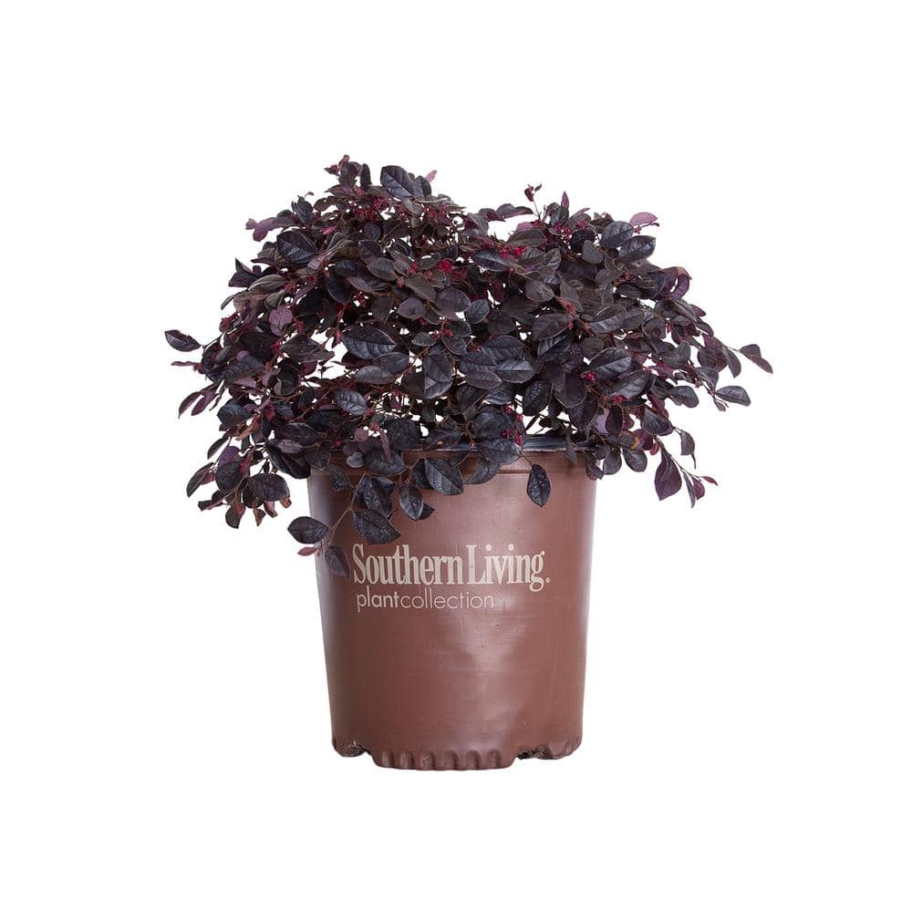 2 Gal. Purple Diamond Semi-Dwarf Loropetalum, Evergreen Shrub with Purple Foliage, Pink Ribbon Blooms - Hercitys