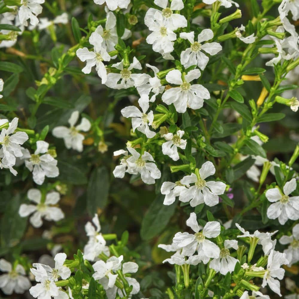 2.5 in. Cuphea Enchantia White Perennial Plant with White Flowers (3-Pack) - Hercitys
