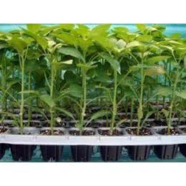 128 Plugs Hydroponic Seeding Tray (2-Pack) - Hercitys