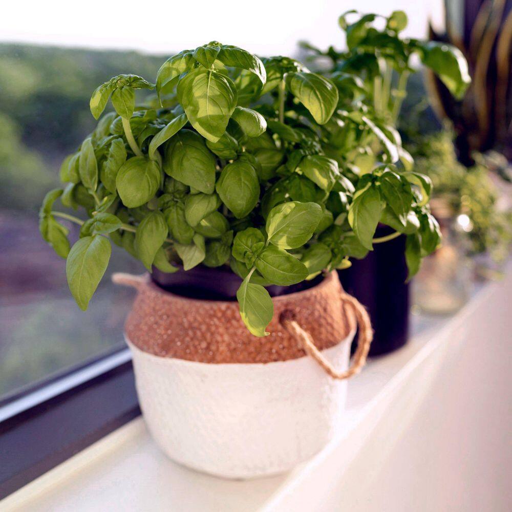 3.3 in. Basil Culinary Kitchen Herb Seed Grow Kit - Hercitys