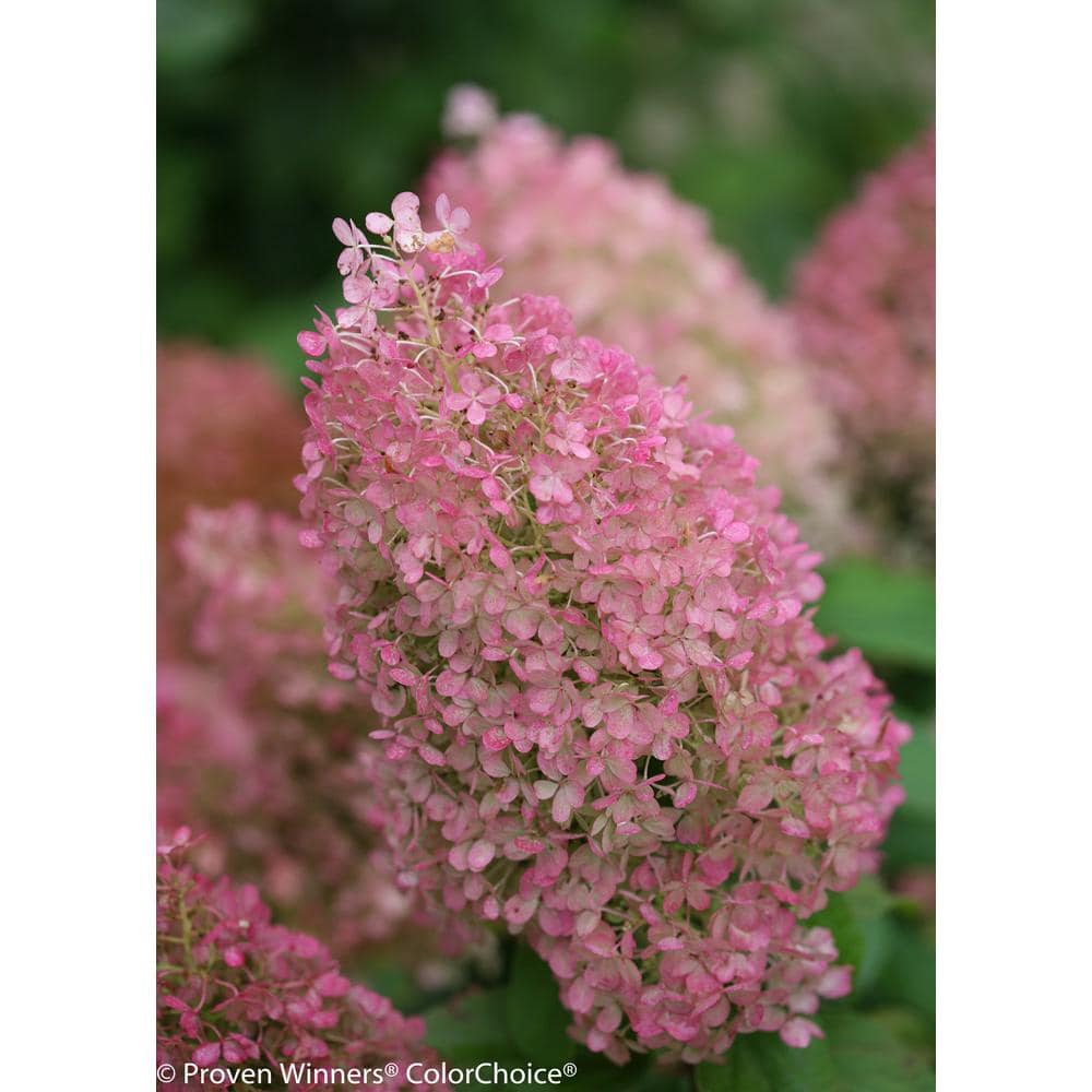 4.5 in. Qt. Bobo Hardy Hydrangea (Paniculata) Live Shrub, White to Pink Flowers - Hercitys