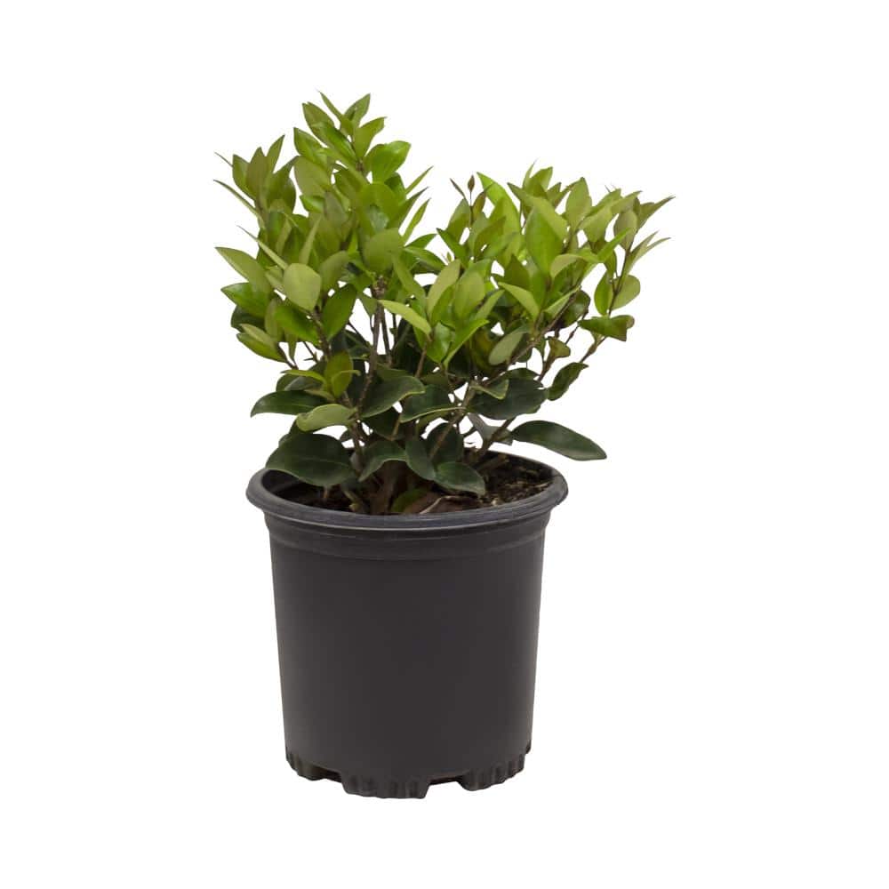 1 Gal. Ligustrum Japonicum Texanum Shrub Plant - Hercitys