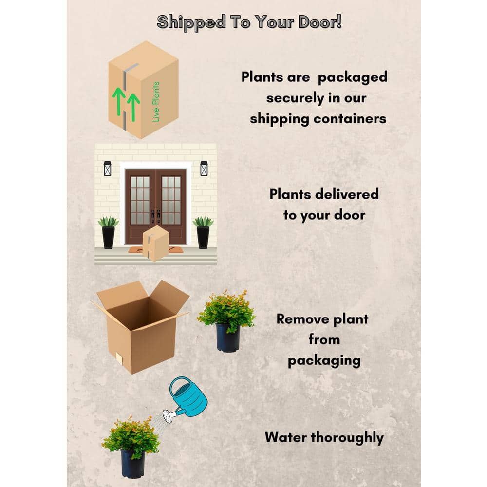 2.25 Gal. Canyon Creek Abelia Shrub with Pinkish-White Flowers - Hercitys