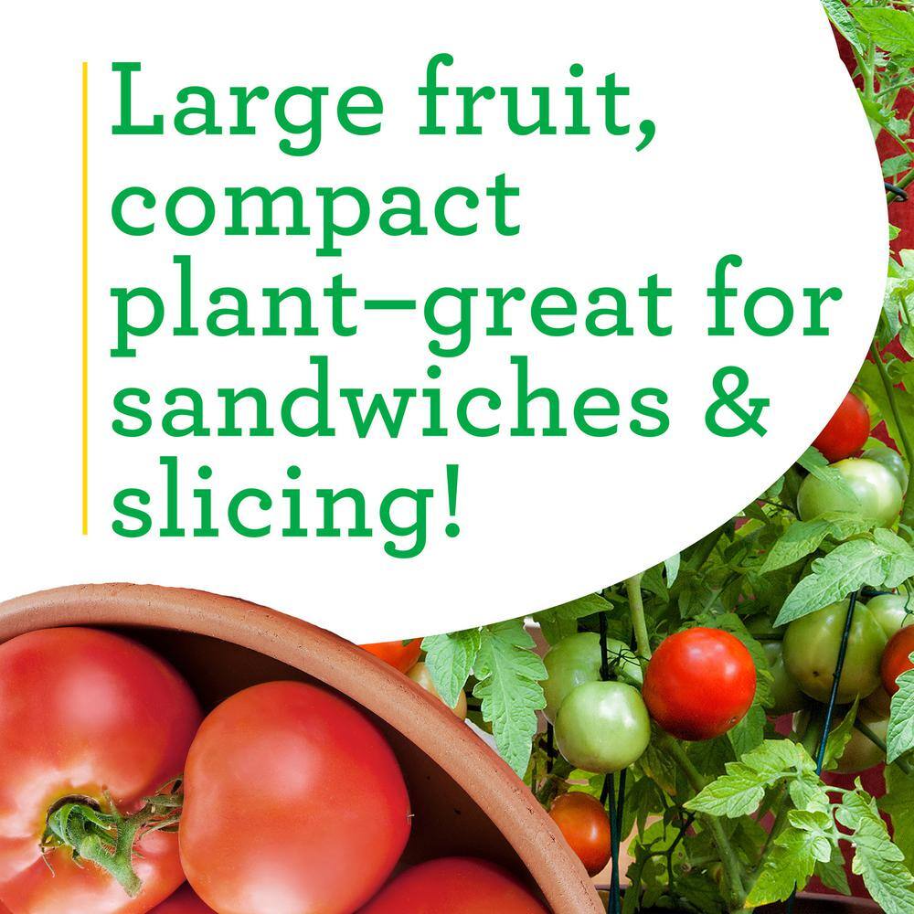 19.3 oz. Better Bush Tomato Plant, (2-Pack) - Hercitys