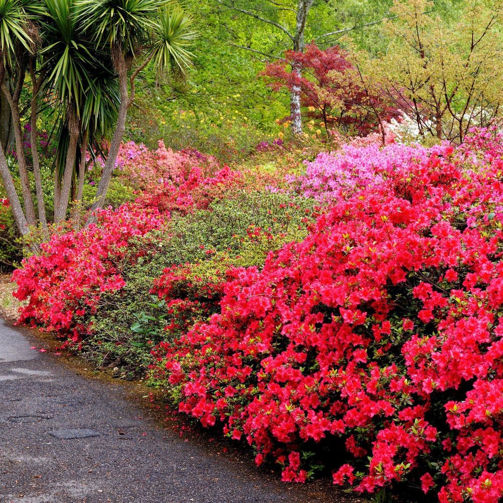 3 gal. Hershey Red Azalea Shrub with Red Flowers - Hercitys