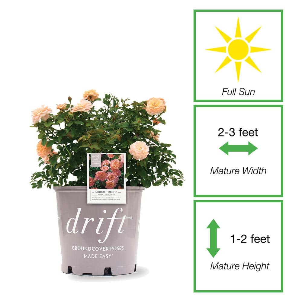 3 Gal. Apricot Drift Rose Bush with Orange Flowers (2-Pack) - Hercitys