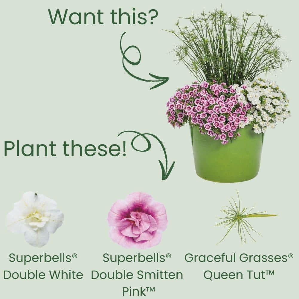 4.25 in. Eco+ Grande Superbells Double White (Calibrachoa hybrid) Live Annual Plant with White Flowers 4-Pack - Hercitys