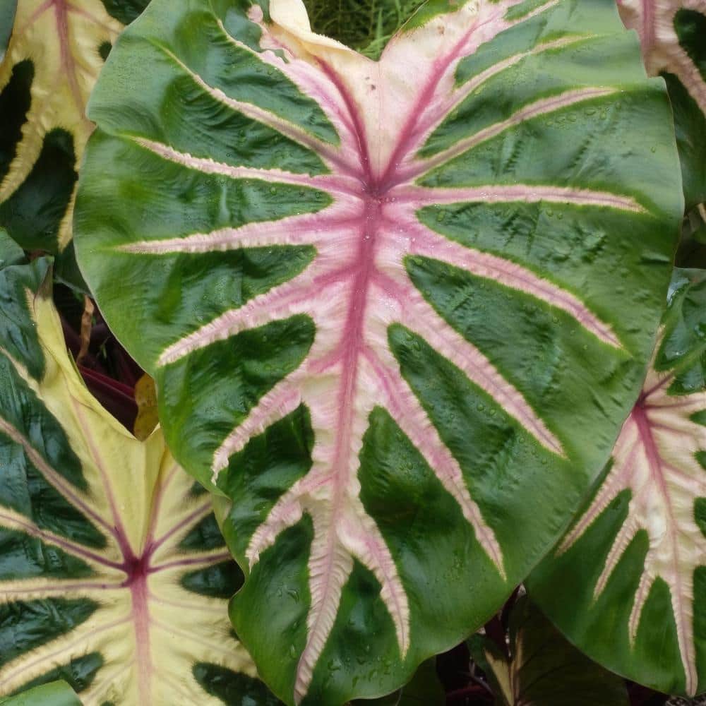 3.5 in. Colocasia Waikiki Royal Hawaiian Elephant Ear Perennial Plant (3-Pack) - Hercitys