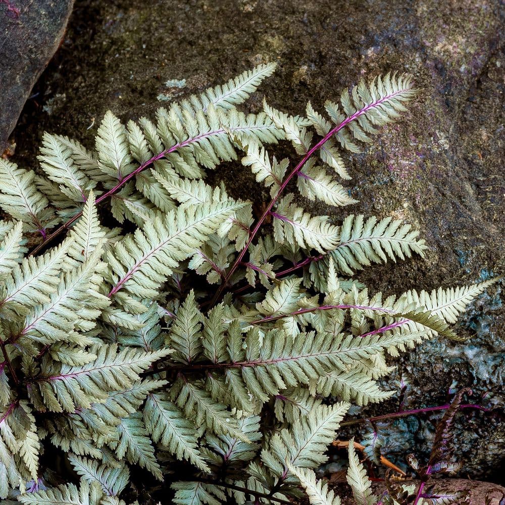 5.5 in. Godzilla Painted Fern Plant - Hercitys