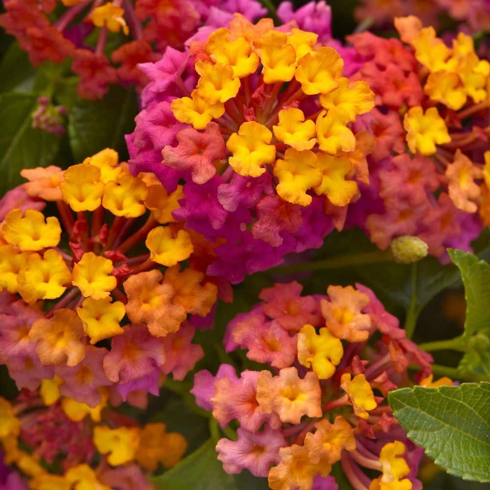 2.5 in. Lantana Bloomify Passion Fruit Plant (3-Pack) - Hercitys
