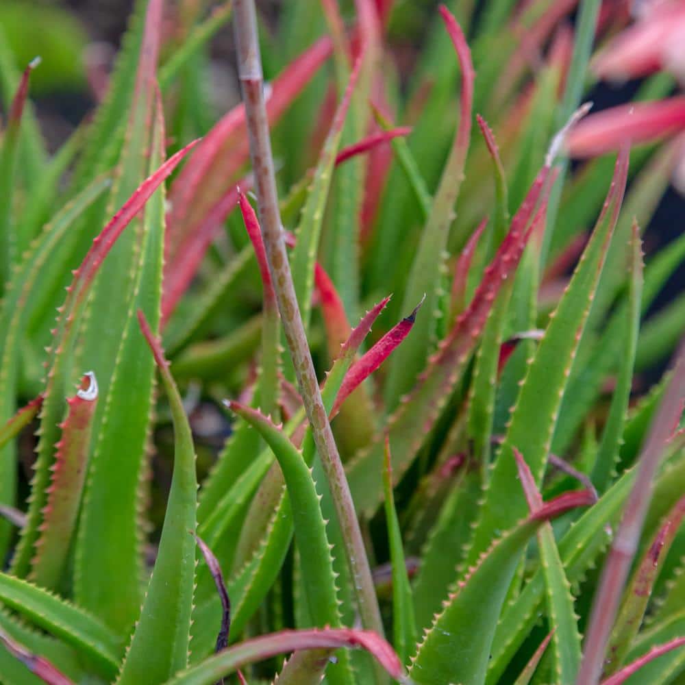 1.5 Gal. Flowering Safari Rose Aloe with Rose-Pink Flowers - Hercitys