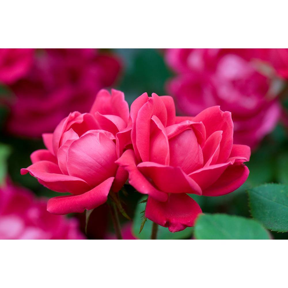 3 Gal. Red Double Knock Out Rose Bush with Red Flowers - Hercitys