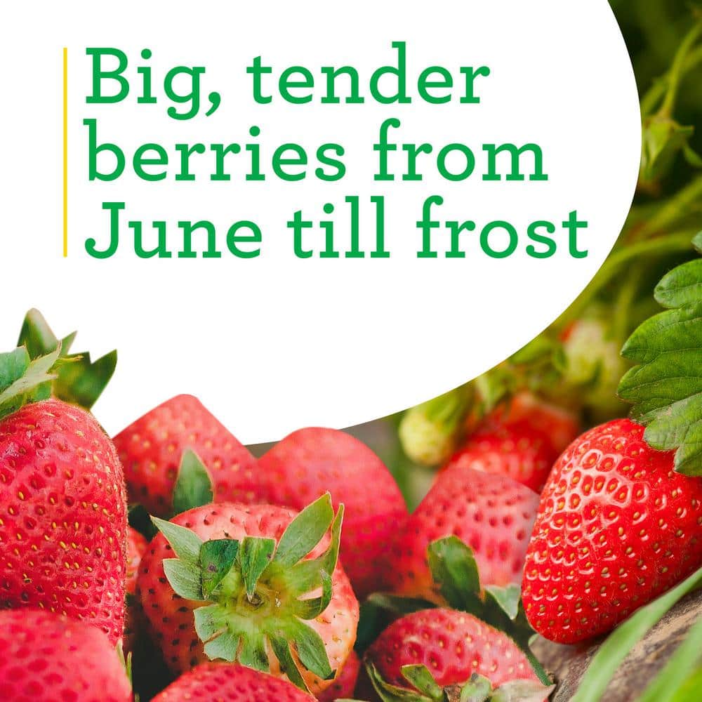 19 oz. Strawberry, Live Plant (2-Pack) - Hercitys