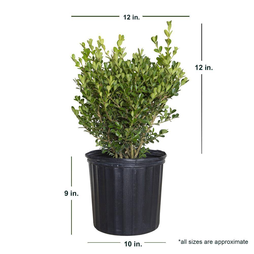 2.5 Gal – Japanese Boxwood, Live Shrub Plant, Glossy Light Green Foliage - Hercitys