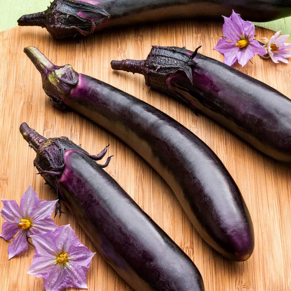 19 oz. Ichiban Eggplant Plant (2-Pack) - Hercitys