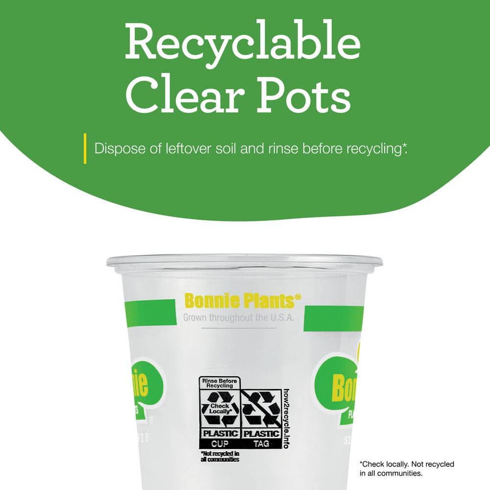 19 oz. Sweet Basil Herb Plant (2-Pack) - Hercitys