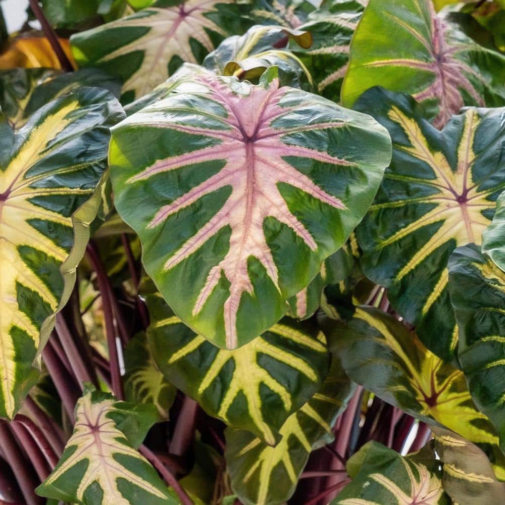 3.5 in. Colocasia Waikiki Royal Hawaiian Elephant Ear Perennial Plant (3-Pack) - Hercitys