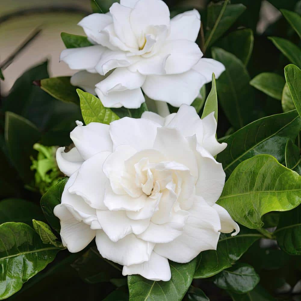 3 gal. Gardenia Aimee Tree - Hercitys