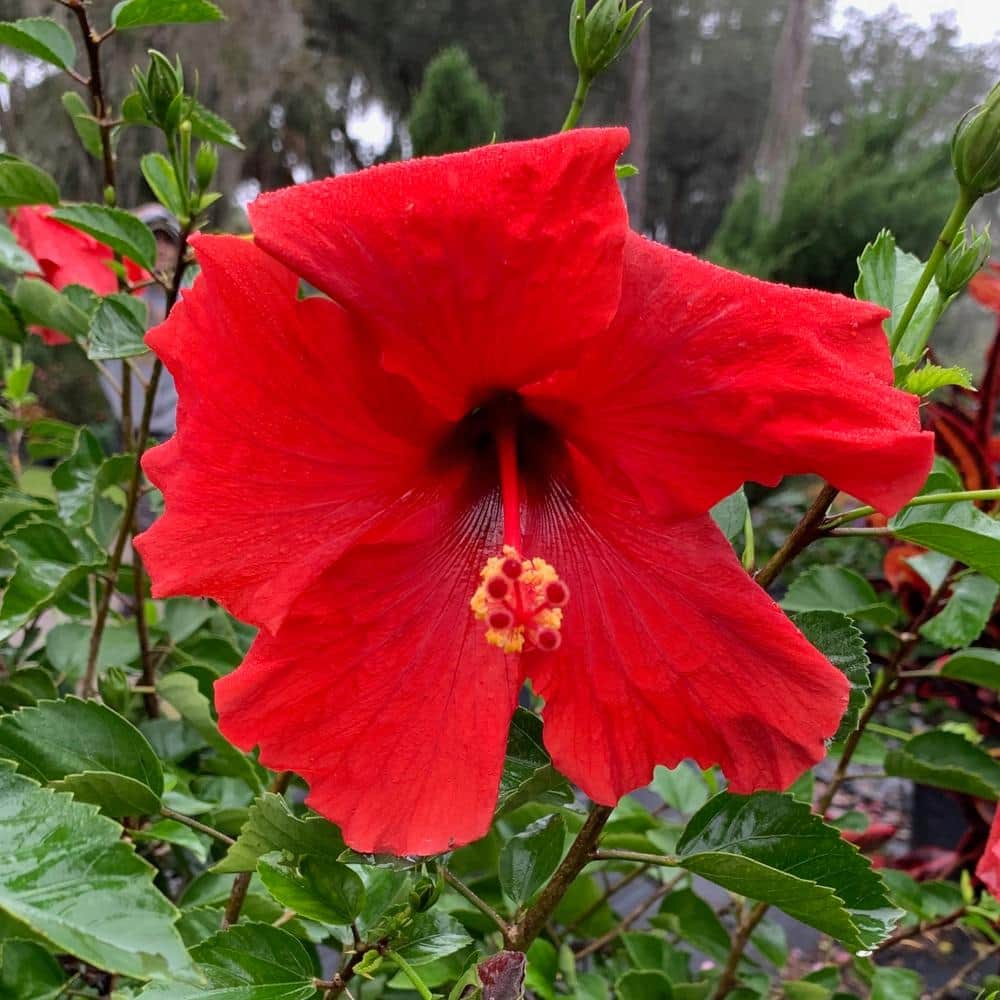 3 Gal. Brilliant Tropical Hibiscus Flowering Shrub with Large Red Flowers - Hercitys