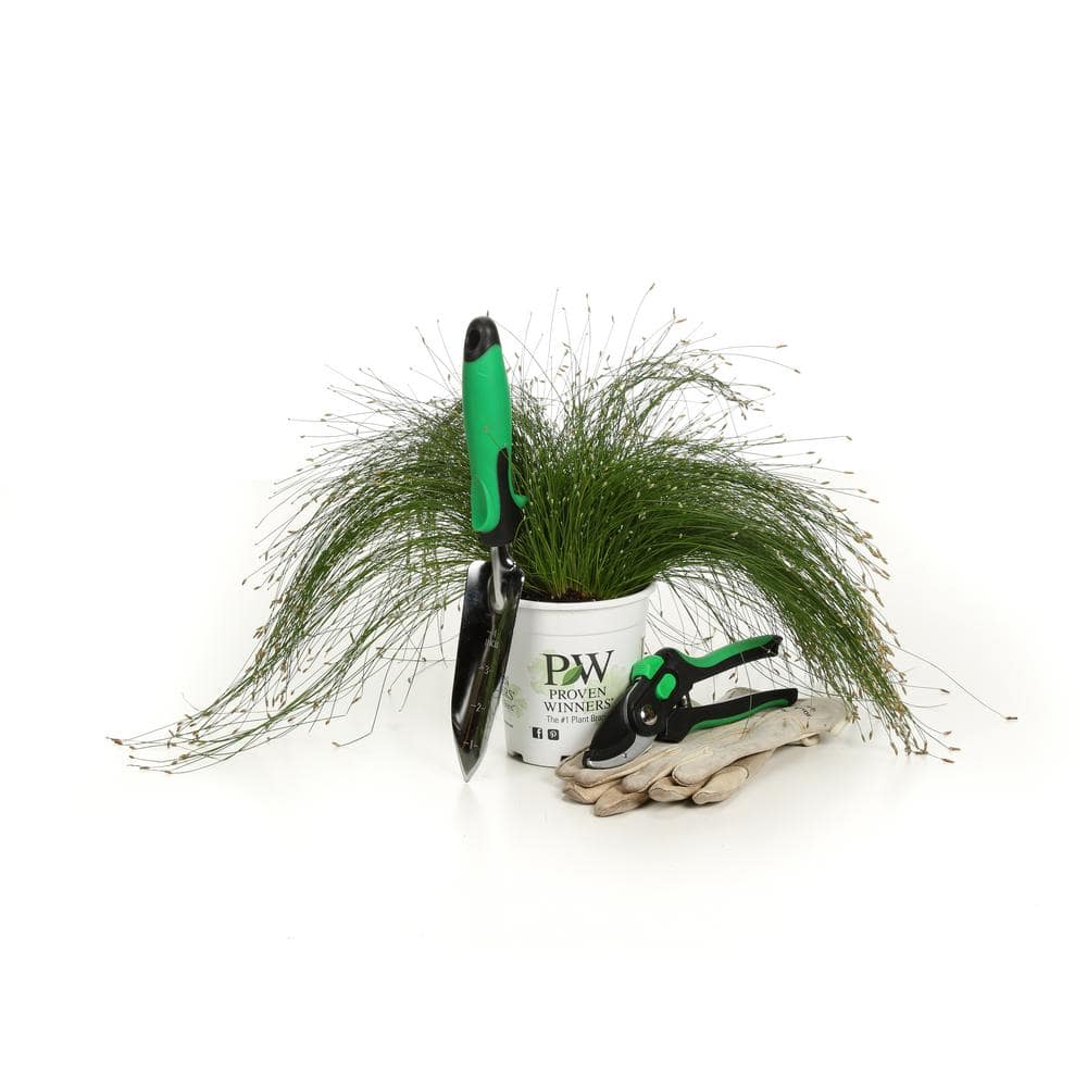 4.5 in. Qt. Graceful Grasses Fiber Optic Grass (Isolepsis) Live Plant, Green Foliage - Hercitys